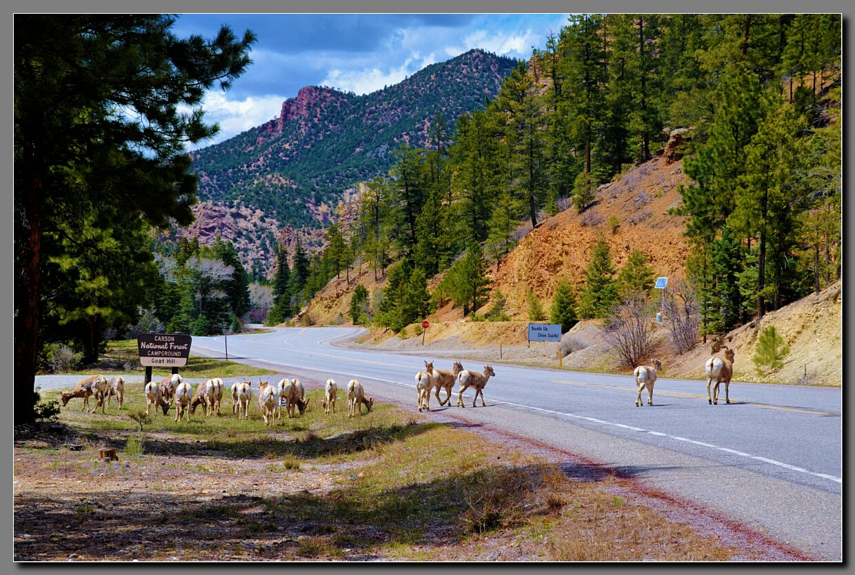 Goat Hill Campground